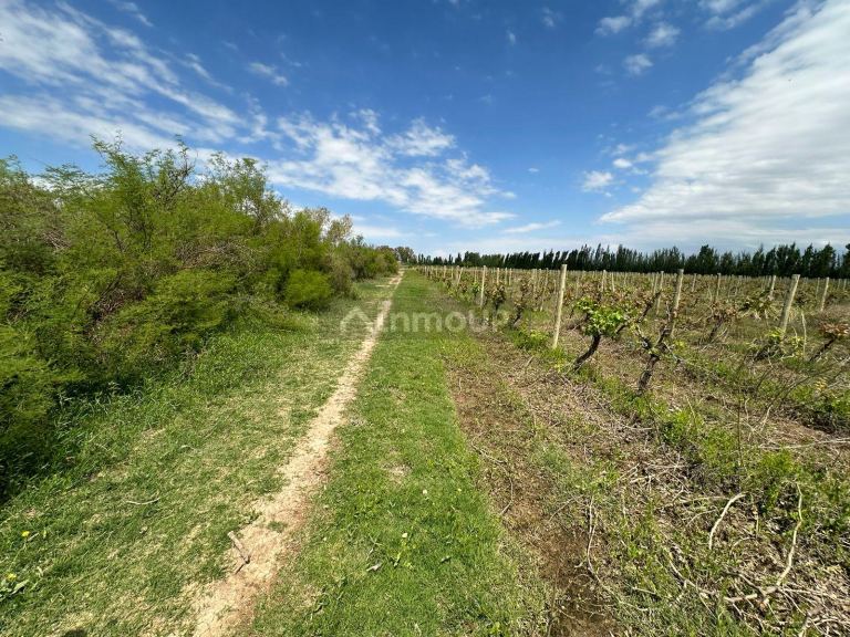 Finca en Venta en Lavalle, Mendoza