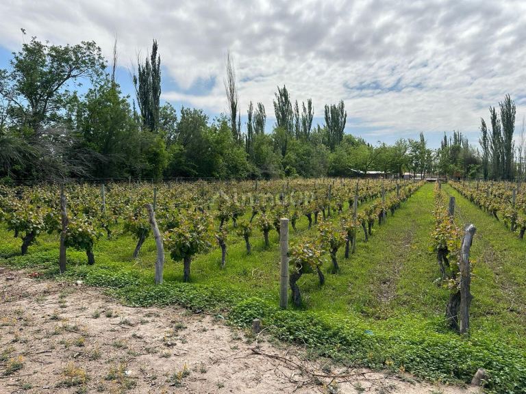 Finca en Venta en Lavalle, Mendoza