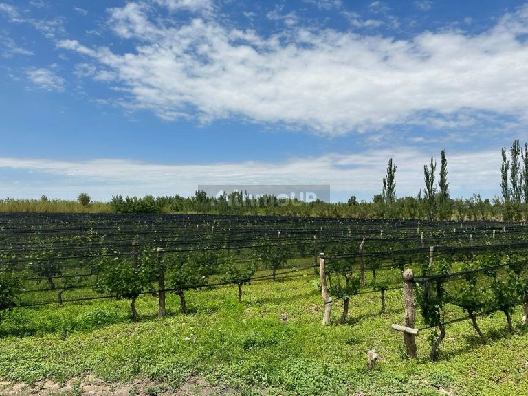 Finca en Venta en Lavalle, Mendoza