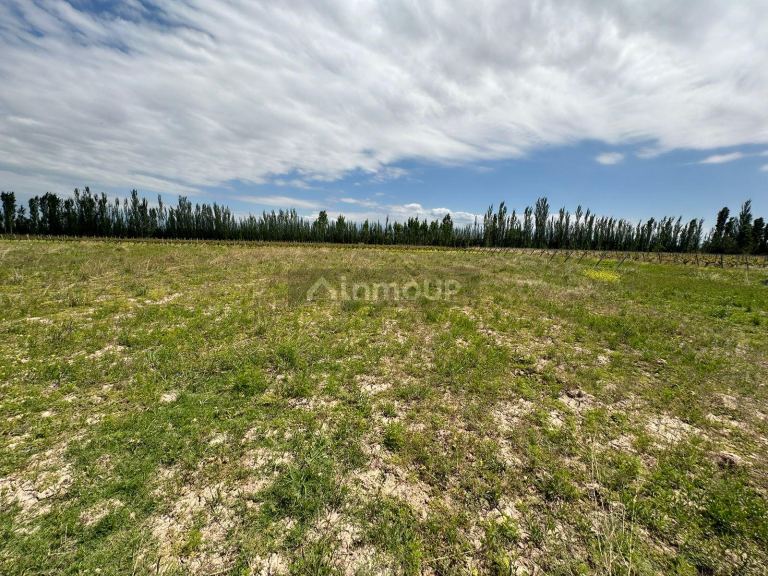 Finca en Venta en Lavalle, Mendoza