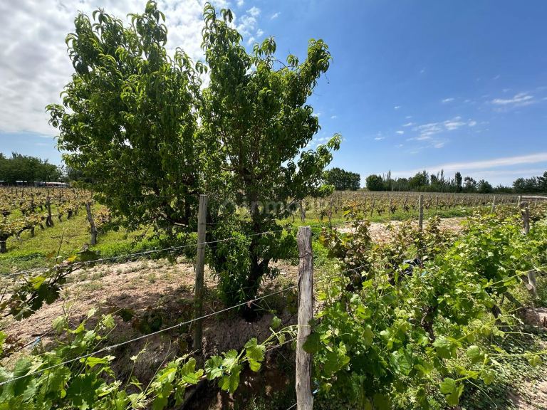 Finca en Venta en Lavalle, Mendoza