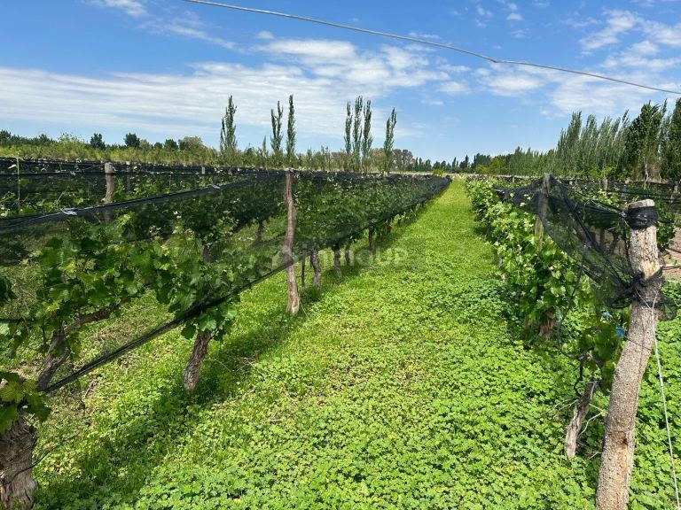Finca en Venta en Lavalle, Mendoza