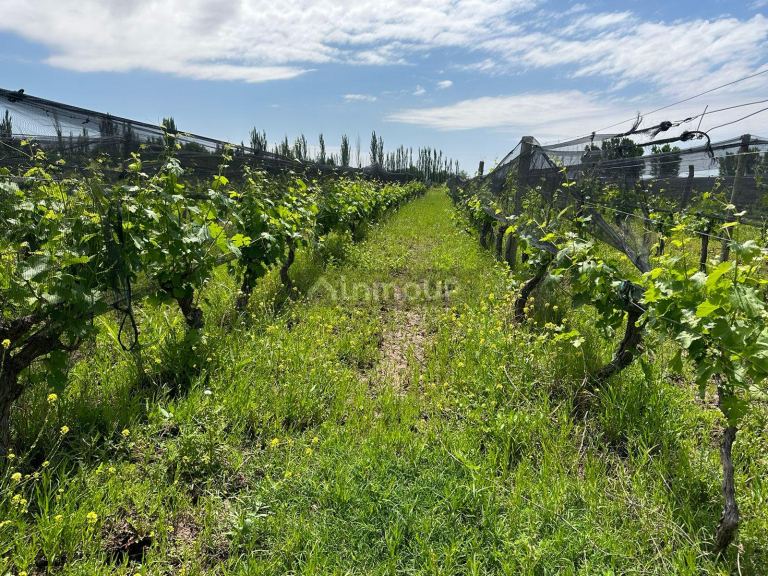 Finca en Venta en Lavalle, Mendoza