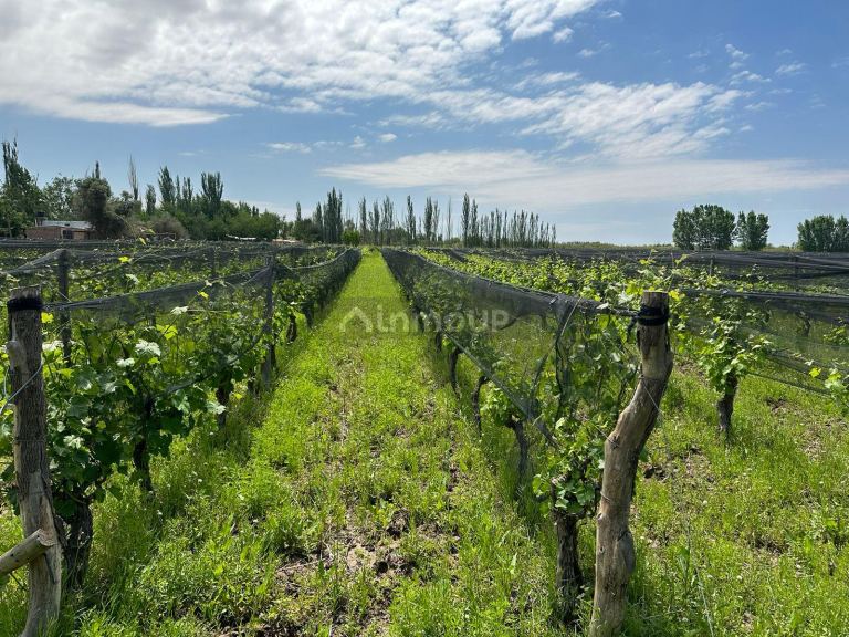 Finca en Venta en Lavalle, Mendoza