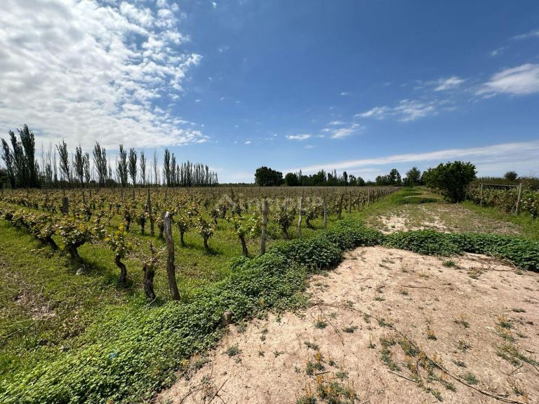 Finca en Venta en Lavalle, Mendoza