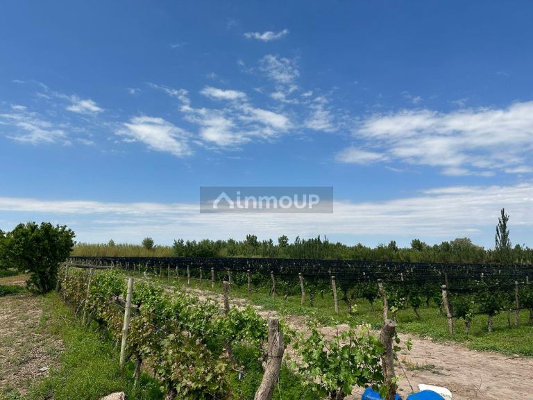 Finca en Venta en Lavalle, Mendoza