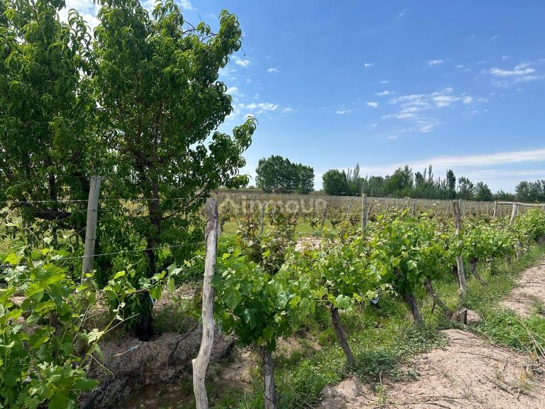Finca en Venta en Lavalle, Mendoza