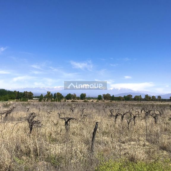 Finca en Venta en Lujan de Cuyo, Mendoza
