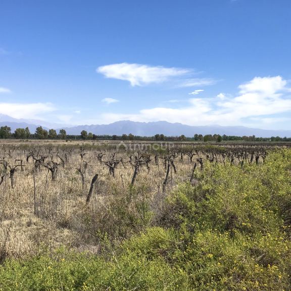 Finca en Venta en Lujan de Cuyo, Mendoza