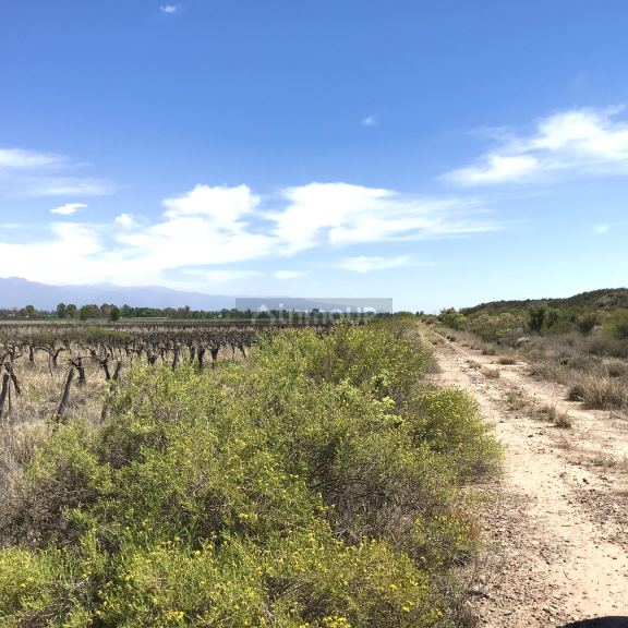 Finca en Venta en Lujan de Cuyo, Mendoza