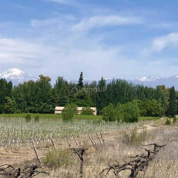 Finca en Venta en Lujan de Cuyo, Mendoza