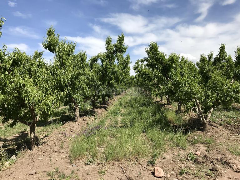 Finca en Venta en Tunuyan, Mendoza