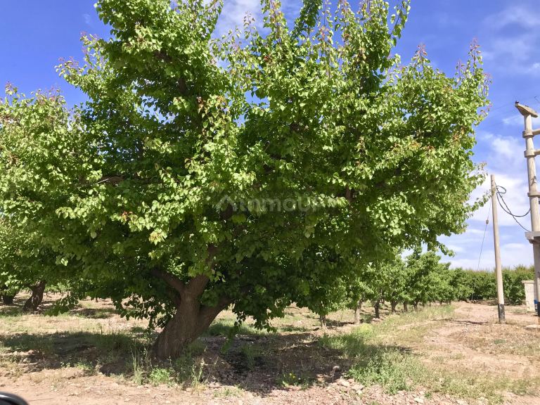 Finca en Venta en Tunuyan, Mendoza