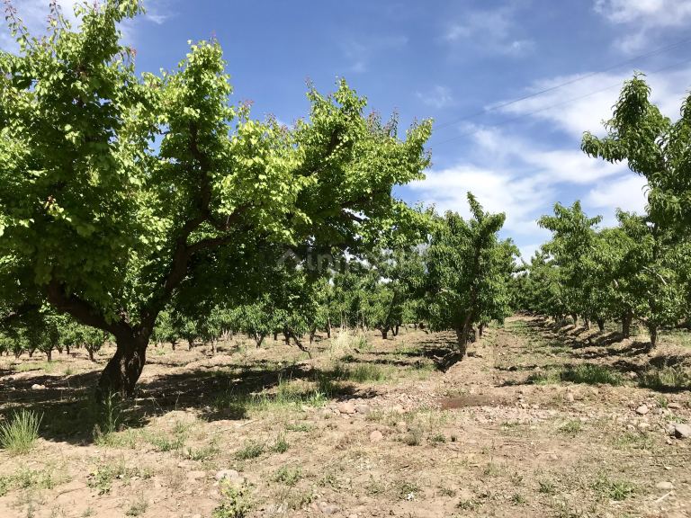 Finca en Venta en Tunuyan, Mendoza