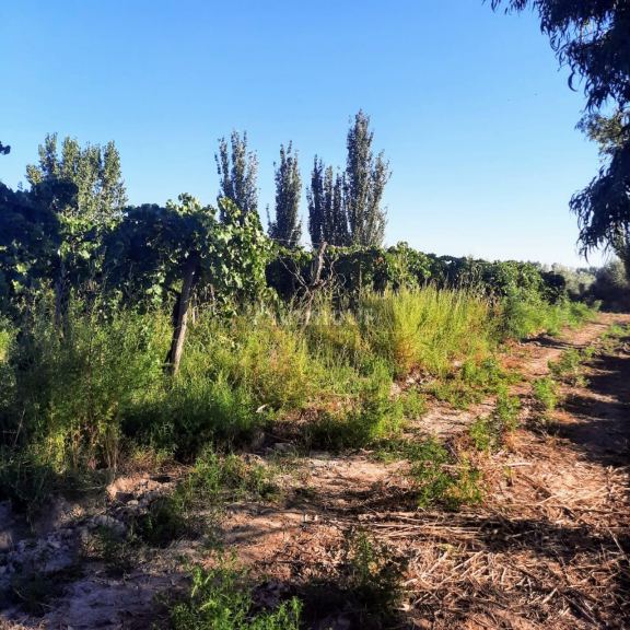 Finca en Venta en Lavalle, Mendoza