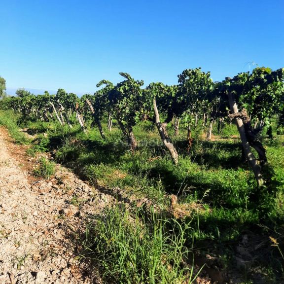 Finca en Venta en Lavalle, Mendoza