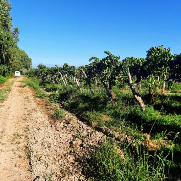 Finca en Venta en Lavalle, Mendoza
