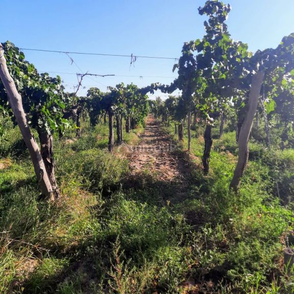 Finca en Venta en Lavalle, Mendoza