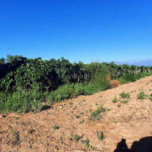Finca en Venta en Lavalle, Mendoza
