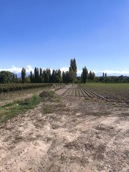 Finca en Venta en Tupungato, Mendoza