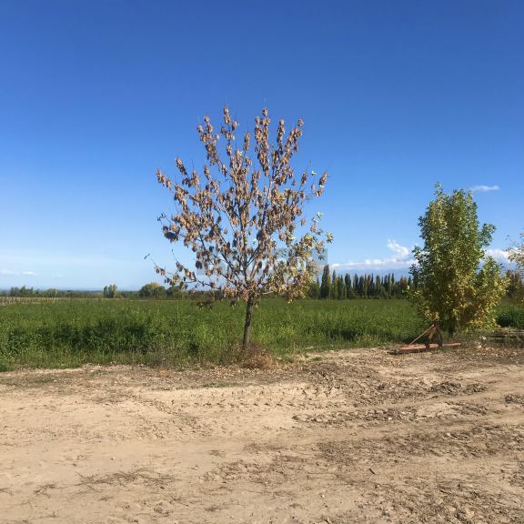 Finca en Venta en Tupungato, Mendoza