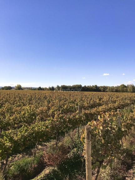 Finca en Venta en Tupungato, Mendoza