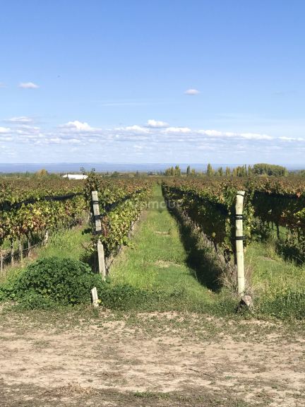 Finca en Venta en Tupungato, Mendoza