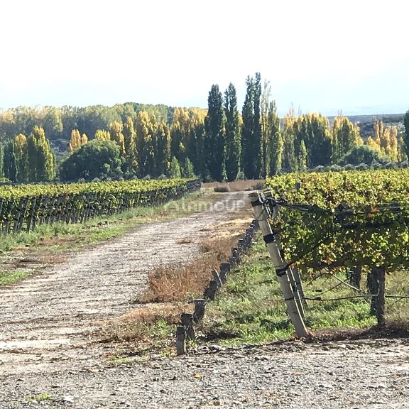 Finca en Venta en Tupungato, Mendoza