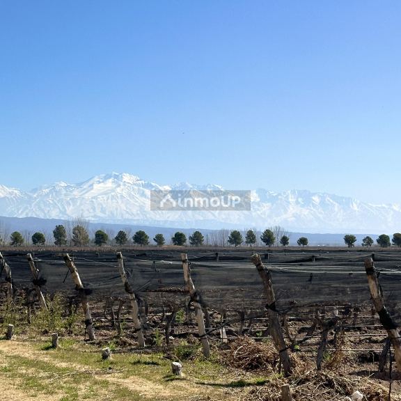 Finca en Venta en Lujan de Cuyo, Mendoza