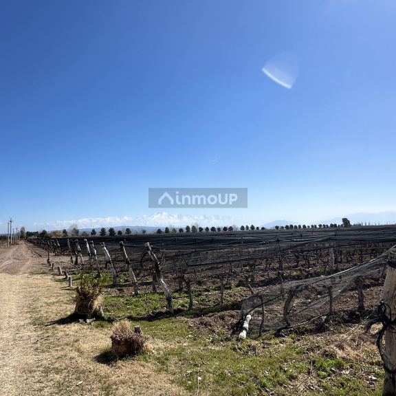 Finca en Venta en Lujan de Cuyo, Mendoza