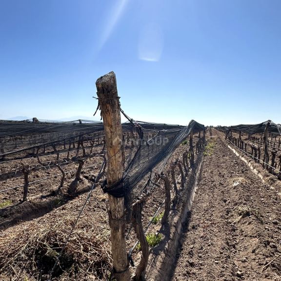 Finca en Venta en Lujan de Cuyo, Mendoza