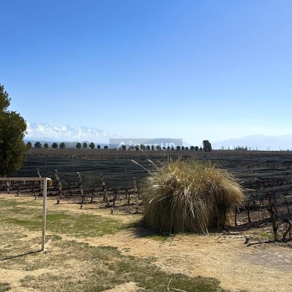 Finca en Venta en Lujan de Cuyo, Mendoza