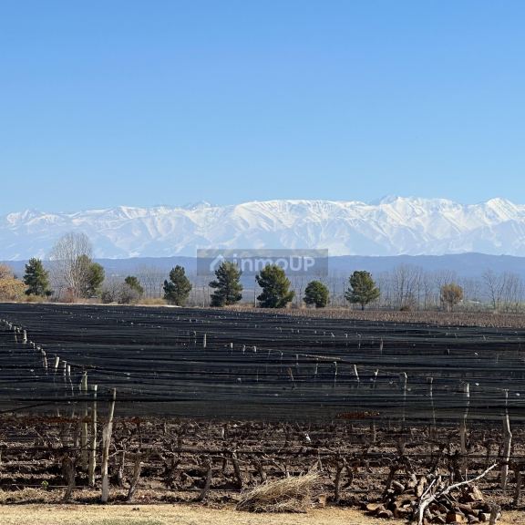 Finca en Venta en Lujan de Cuyo, Mendoza