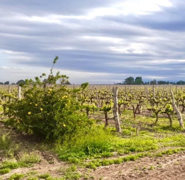 Finca en Venta en Lujan de Cuyo, Mendoza