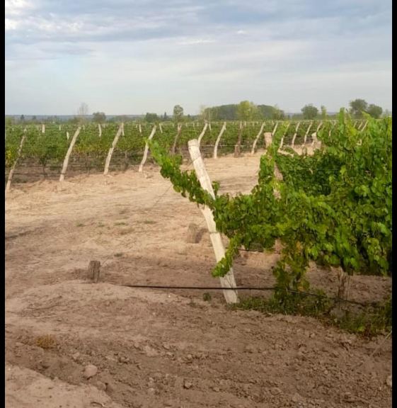 Finca en Venta en Lujan de Cuyo, Mendoza