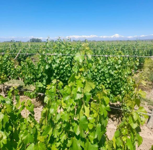 Finca en Venta en Lujan de Cuyo, Mendoza