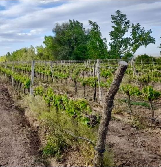 Finca en Venta en Lujan de Cuyo, Mendoza