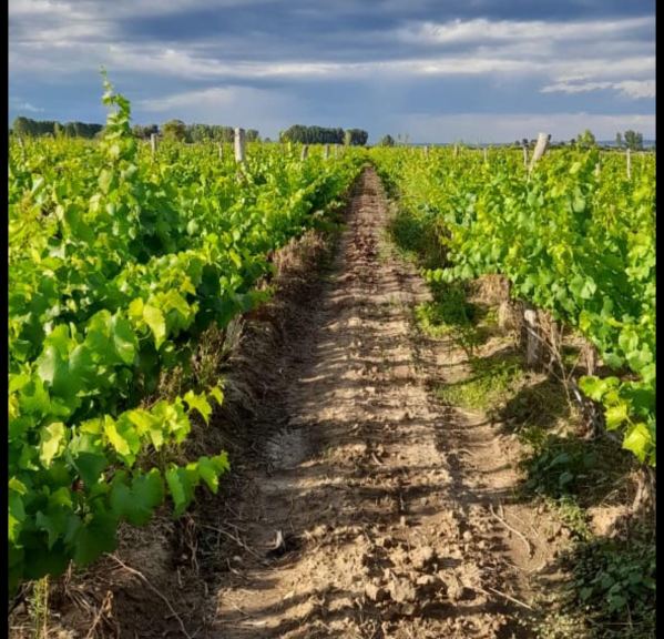 Finca en Venta en Lujan de Cuyo, Mendoza