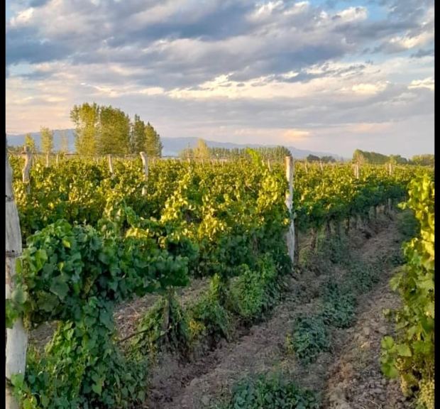 Finca en Venta en Lujan de Cuyo, Mendoza