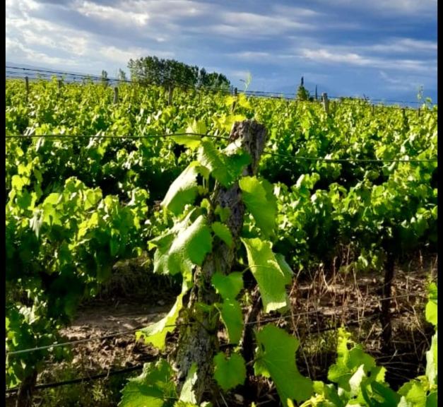 Finca en Venta en Lujan de Cuyo, Mendoza