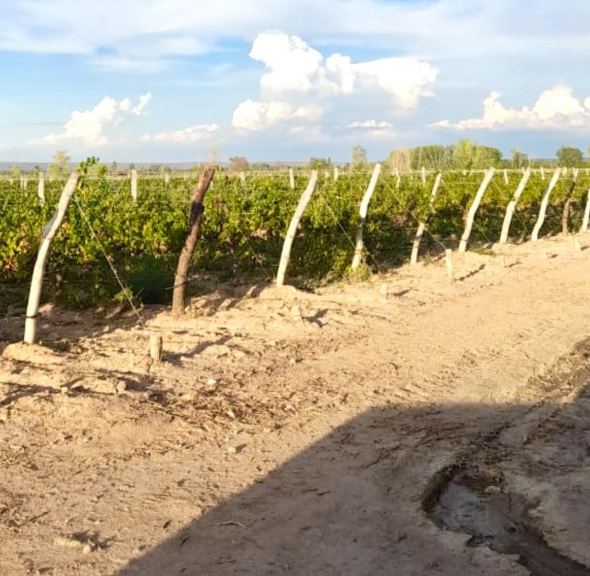 Finca en Venta en Lujan de Cuyo, Mendoza