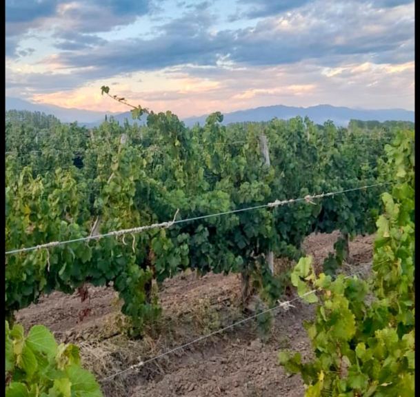Finca en Venta en Lujan de Cuyo, Mendoza