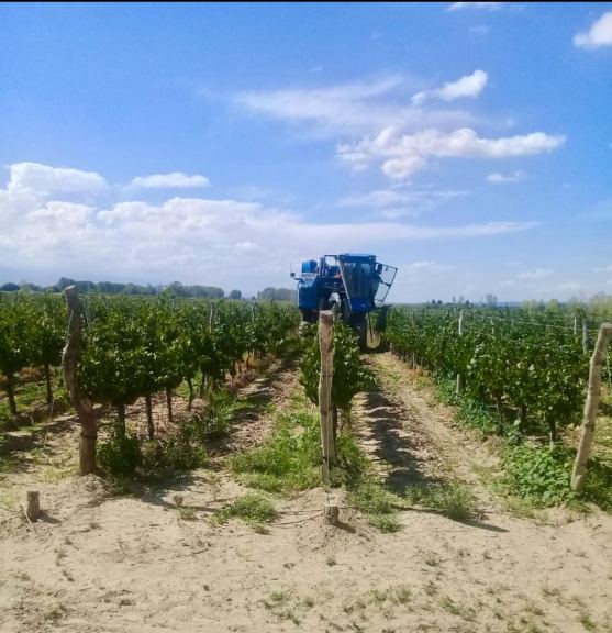 Finca en Venta en Lujan de Cuyo, Mendoza