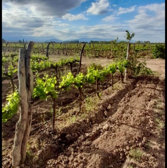Finca en Venta en Lujan de Cuyo, Mendoza