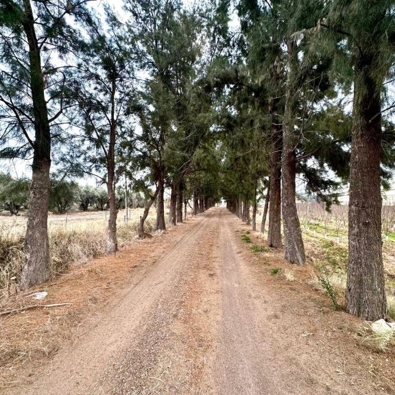 Finca en Venta en Rivadavia, Mendoza