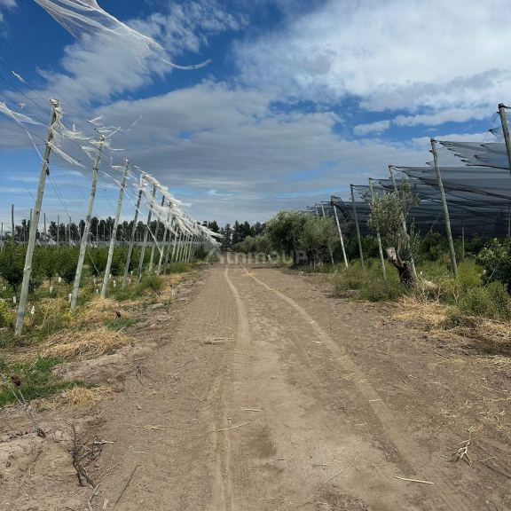 Finca en Venta en Rivadavia, Mendoza