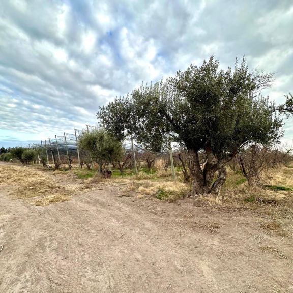 Finca en Venta en Rivadavia, Mendoza