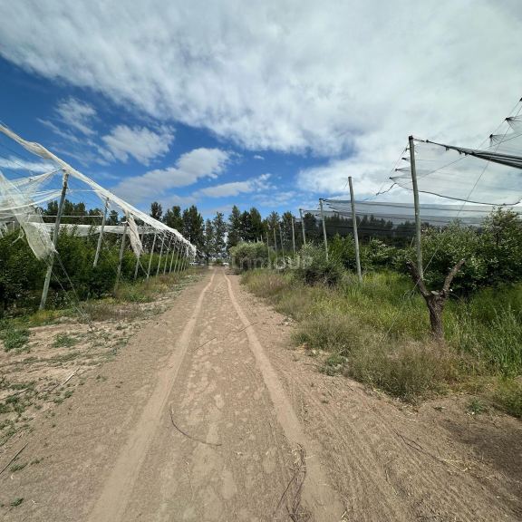 Finca en Venta en Rivadavia, Mendoza