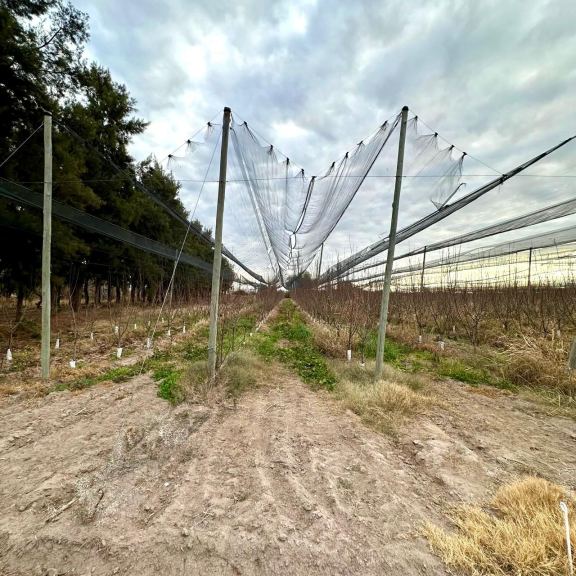 Finca en Venta en Rivadavia, Mendoza