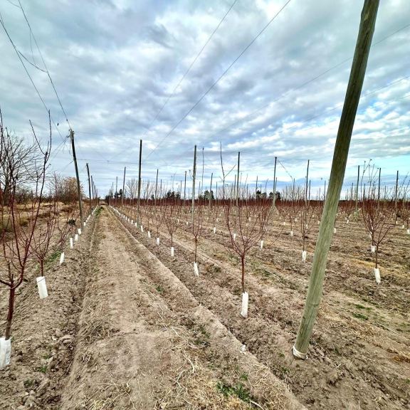 Finca en Venta en Rivadavia, Mendoza